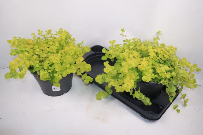 <h4>LYSIM NUMMULARIA</h4>