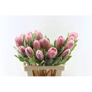 Protea Penny Pink