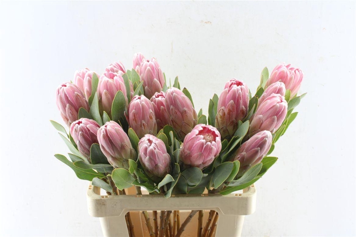 <h4>Protea Penny Pink</h4>