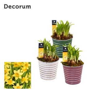 Narcis Lucia HL19883N