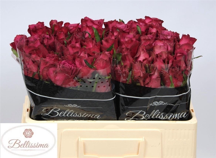 <h4>Rosa a grande fleur Inevitable</h4>