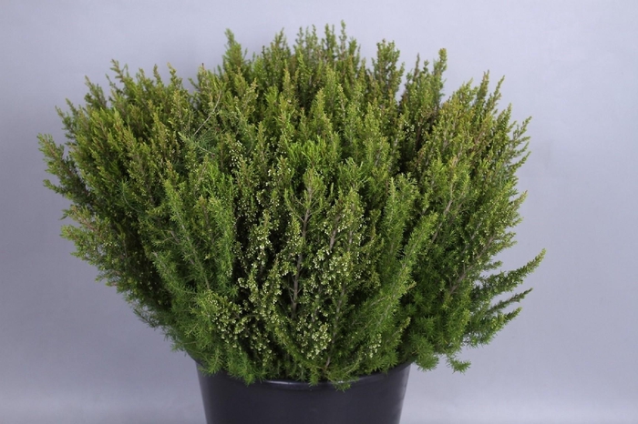 Erica White (per bunch)