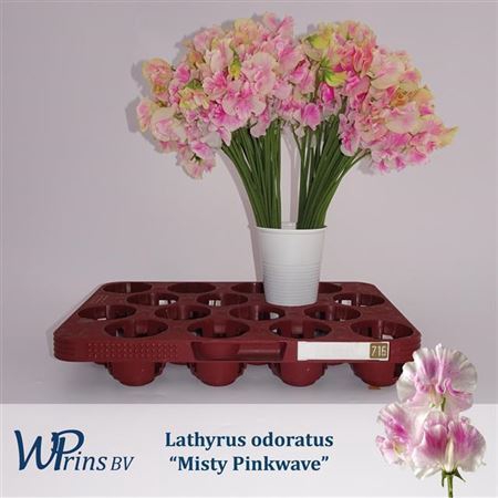 <h4>Lathyrus Mist Pinkwave</h4>