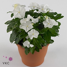 CATH PA XP WHITE