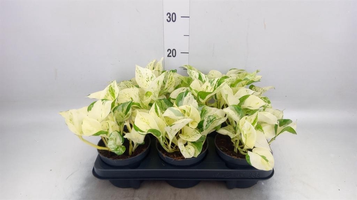 Epipremnum pinn. 'Happy Leaf'
