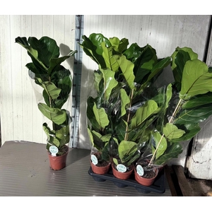 FICUS LYRATA