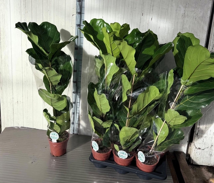 <h4>FICUS LYRATA</h4>