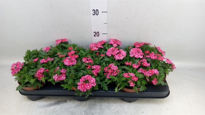 <h4>Verbena  'Magelana Magic Rose'</h4>