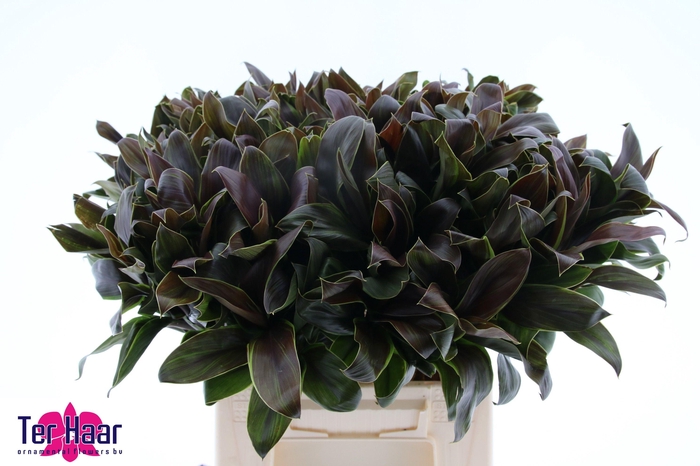 <h4>DRAC FR COMPACTA</h4>