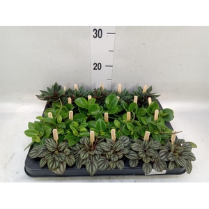 Peperomia   ...mix