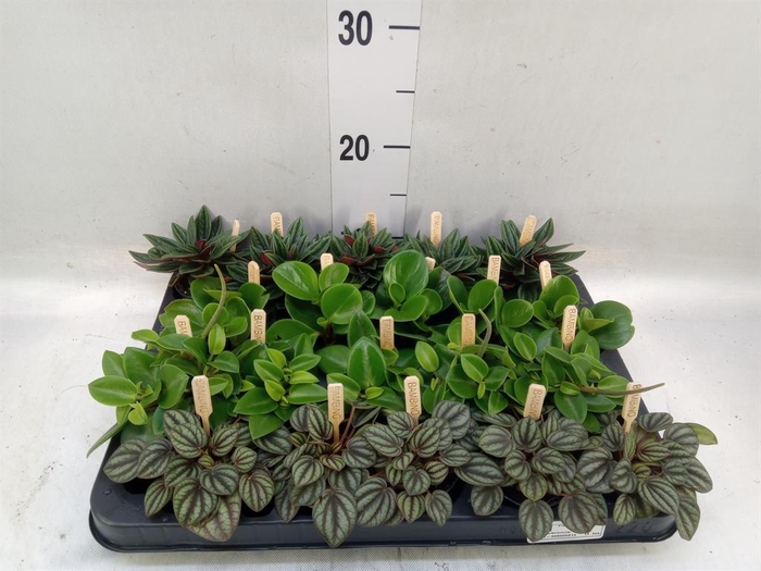 <h4>Peperomia   ...mix</h4>