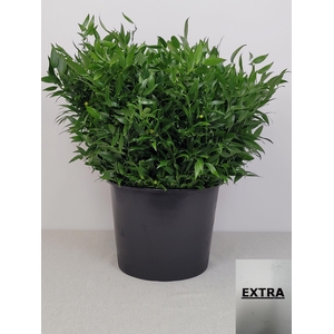 RUSCUS KORT PB