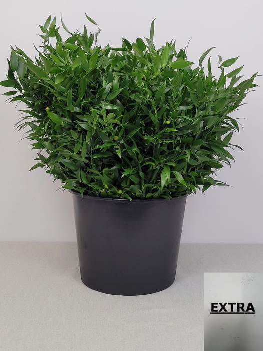 <h4>RUSCUS KORT PB</h4>
