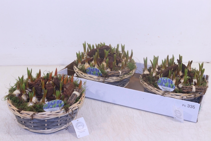 <h4>ARR MUSCARI</h4>