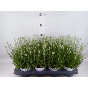 Lavandula interm. 'Edelweiss'