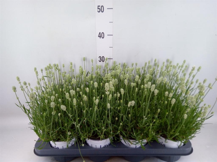 <h4>Lavandula interm. 'Edelweiss'</h4>