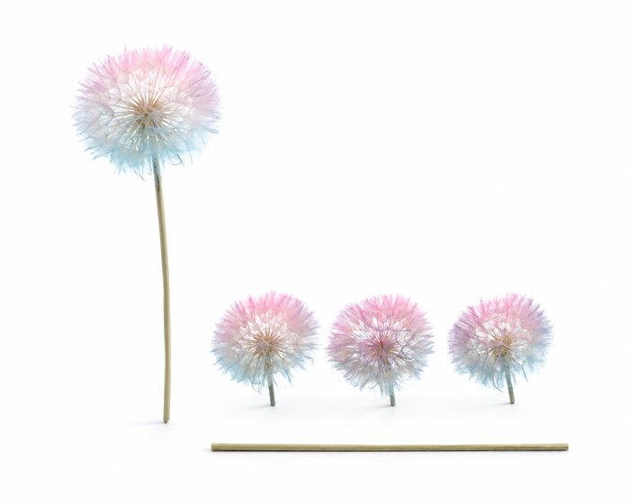 <h4>Dried Bleached Dandelion Fantasy Box</h4>