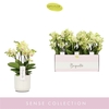 Phalaenopsis Multifloratypes overig geel