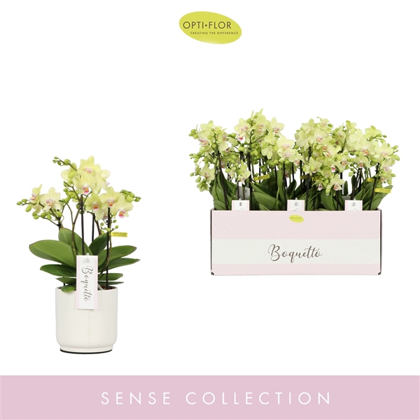 <h4>Phalaenopsis Multifloratypes overig geel</h4>