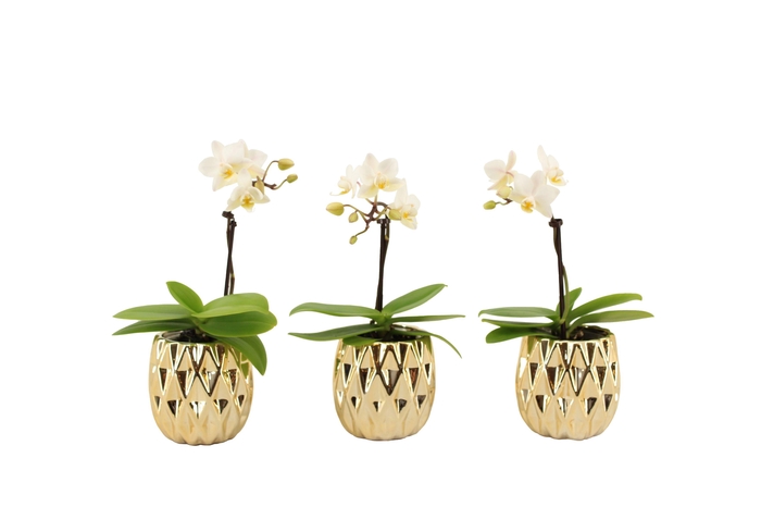 <h4>Dolomite Quartz Gold Tiny Dolls Wit 1T7+ Aqu@</h4>