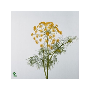 Anethum Graveolens