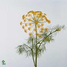 <h4>Anethum Graveolens</h4>