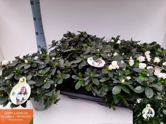 <h4>RHODO SI WITTE VOGEL</h4>