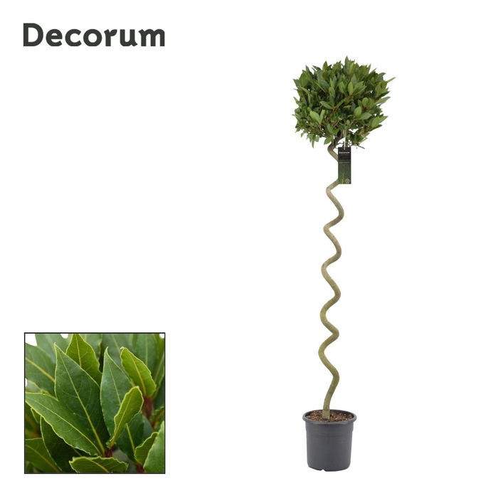 <h4>Laurus nobilis Kurketrekker</h4>