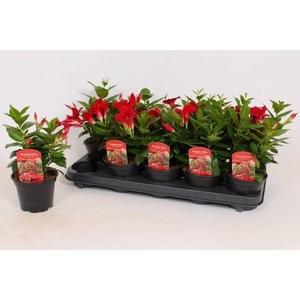 MANDE RIO DARK RED