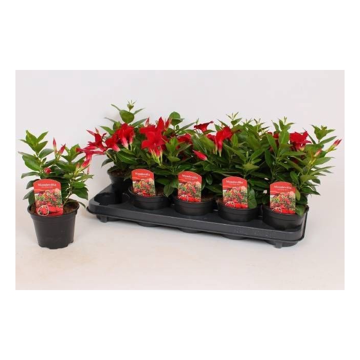 <h4>MANDE RIO DARK RED</h4>