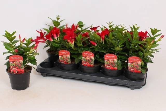 MANDE RIO DARK RED
