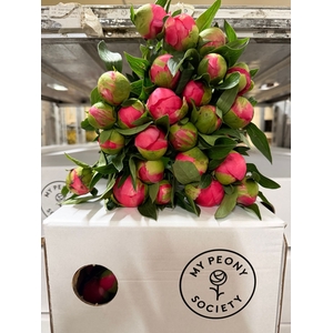 Paeonia Coral Charm