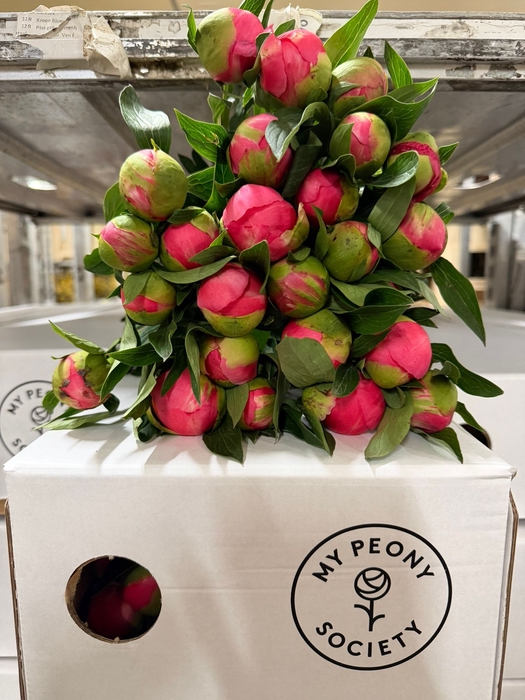 Paeonia Coral Charm