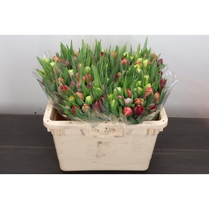 Tulipa do rainbow (mixbunch)