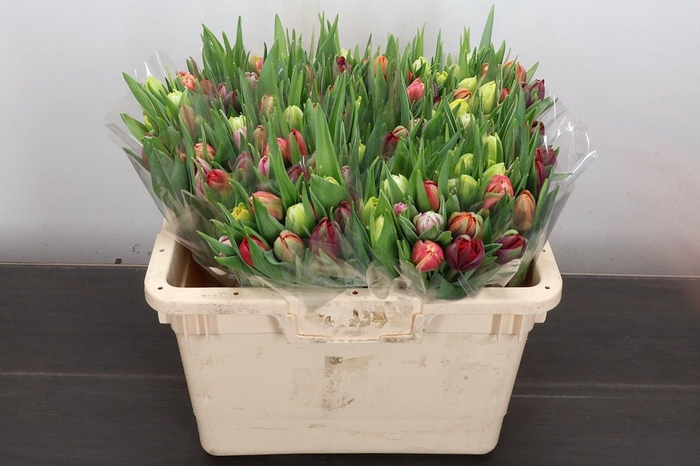 <h4>Tulipa do rainbow (mixbunch)</h4>