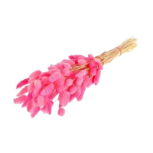 <h4>Droogbloem Lagurus 55cm</h4>