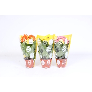 Gerbera gemengd 2+bl 12cm paasei hoes
