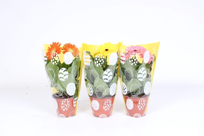 <h4>Gerbera gemengd 2+bl 12cm paasei hoes</h4>