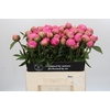 Paeonia Jacorma