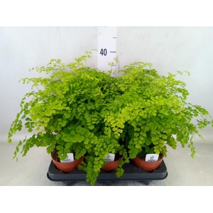 Adiantum raddi. 'Fragrans'