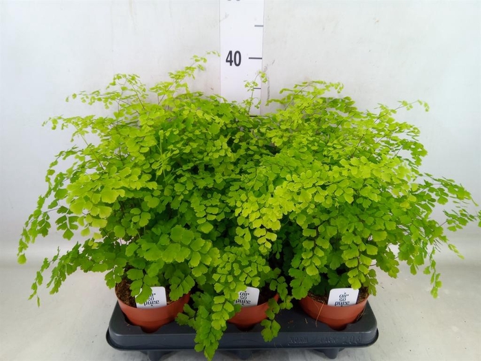 <h4>Adiantum raddi. 'Fragrans'</h4>