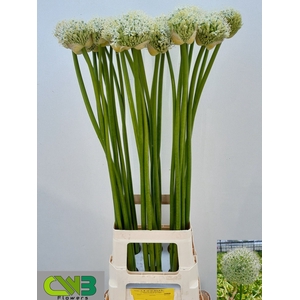 ALLIUM MOUNT EVEREST