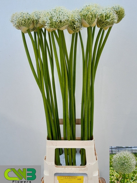 <h4>ALLIUM MOUNT EVEREST</h4>