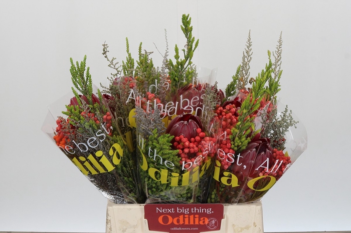 <h4>BQ Protea Sharon SFB</h4>