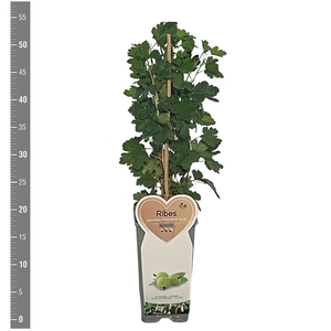 Kleinfruit Ribes u.c. Hinnonmaki Groen 2 liter (kruisbes)