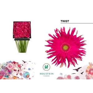 Gerbera Pasta Twist Diamond per kaart