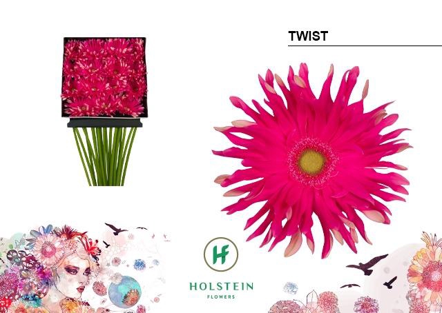 <h4>Gerbera Pasta Twist Diamond per kaart</h4>