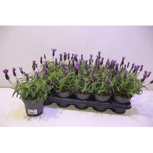 Lavan S Bell Toscane