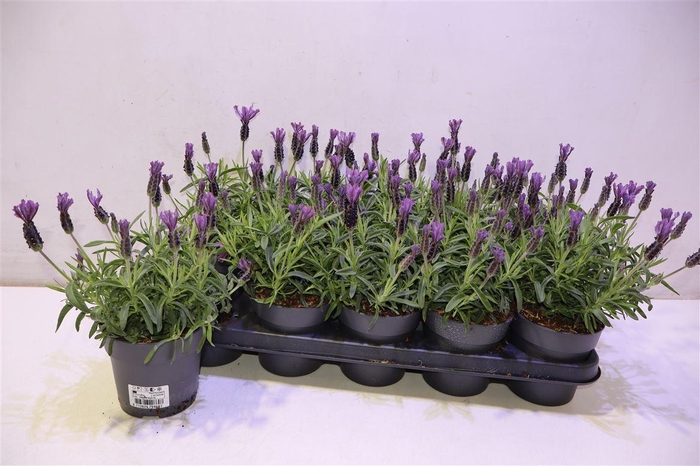 <h4>Lavan S Bell Toscane</h4>