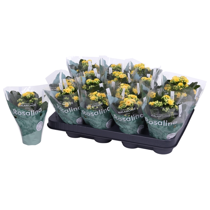 <h4>Kalan Mini Gev Geel</h4>